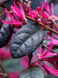 ΛΟΡΟΠΕΤΑΛΟ