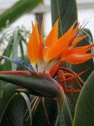 ΣΤΕΡΛΙΤΣΙΑ