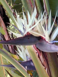 ΣΤΕΡΛΙΤΣΙΑ