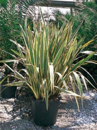 ΦΟΡΜΙΟ ΠΑΝΑΣΕ