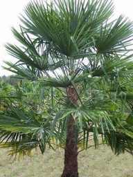 ΧΑΜΑΙΡΩΠΑΣ 