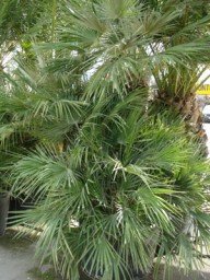 ΧΑΜΑΙΡΩΠΑΣ